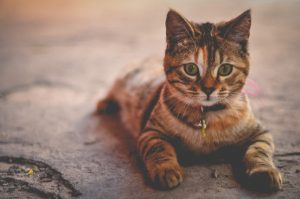 Кігтеточки для котів: плюси та мінуси