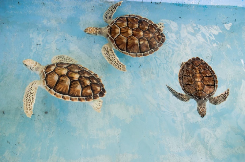 Sea Turtles Without Shells: Fact or Fiction?